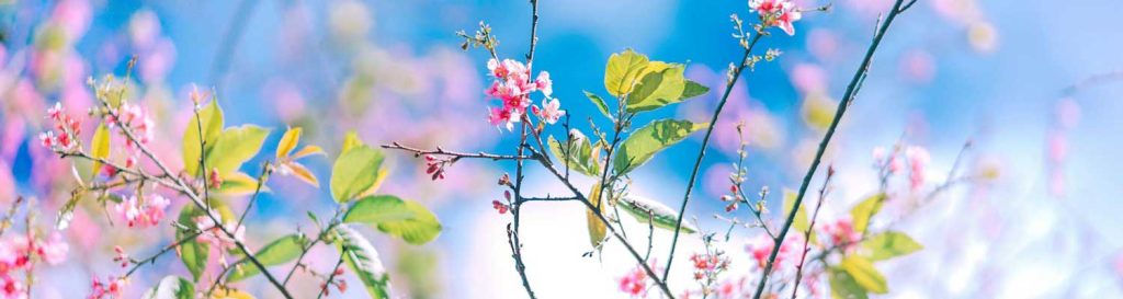 Flower Tree